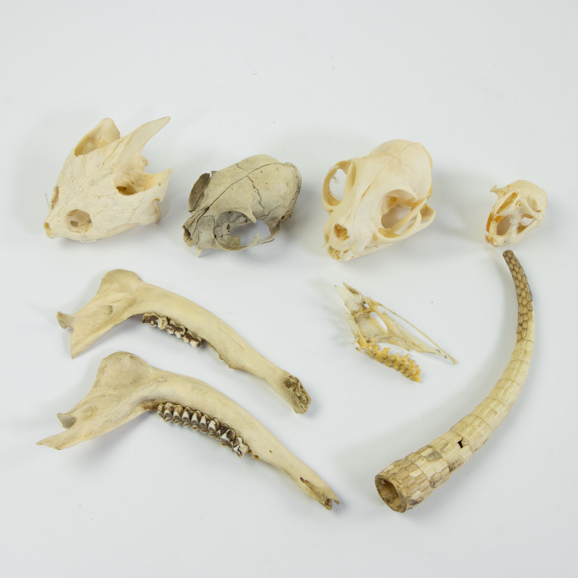 Collection of skulls of rodents - Image 2 of 2