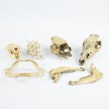 Collection of animal skulls