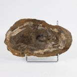 Petrified wood