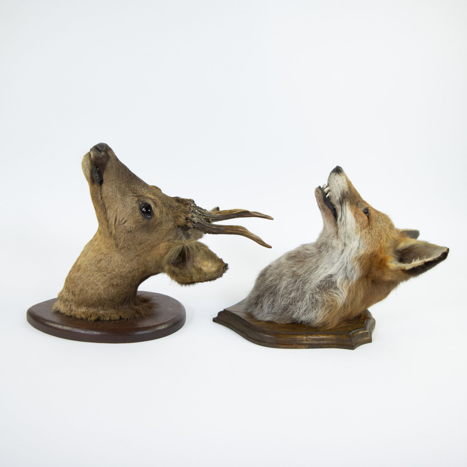 Lot taxidermy, fox and stag head - Image 2 of 3