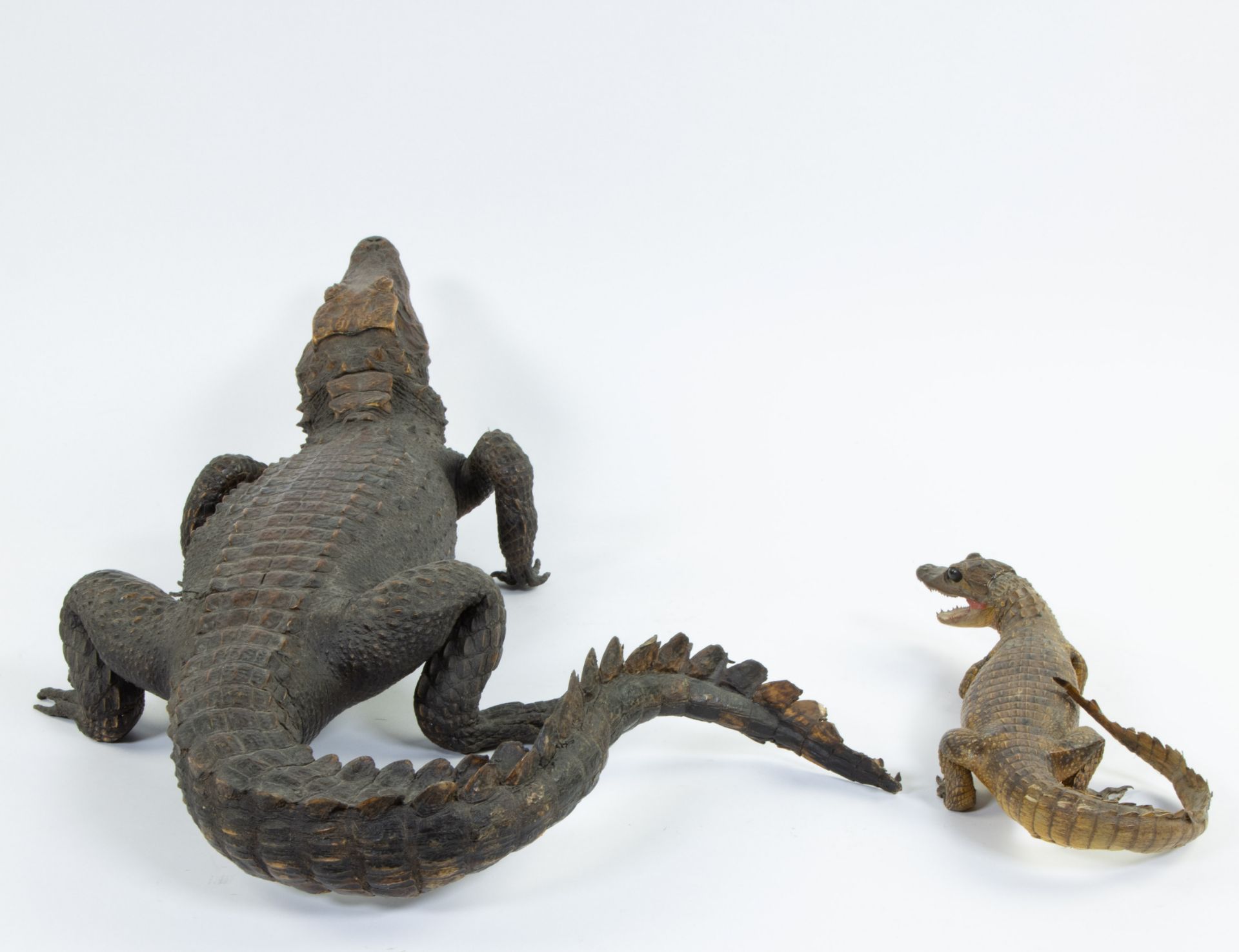 Taxidermy, 2 stuffed crocodiles - Image 4 of 4