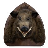 Taxidermy, head of a wild boar