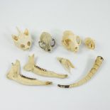 Collection of skulls of rodents