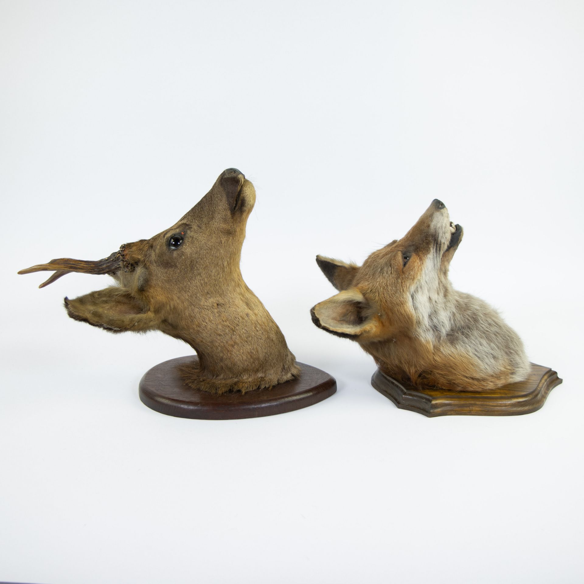 Lot taxidermy, fox and stag head - Image 3 of 3