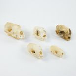 Collection of skulls of rodents