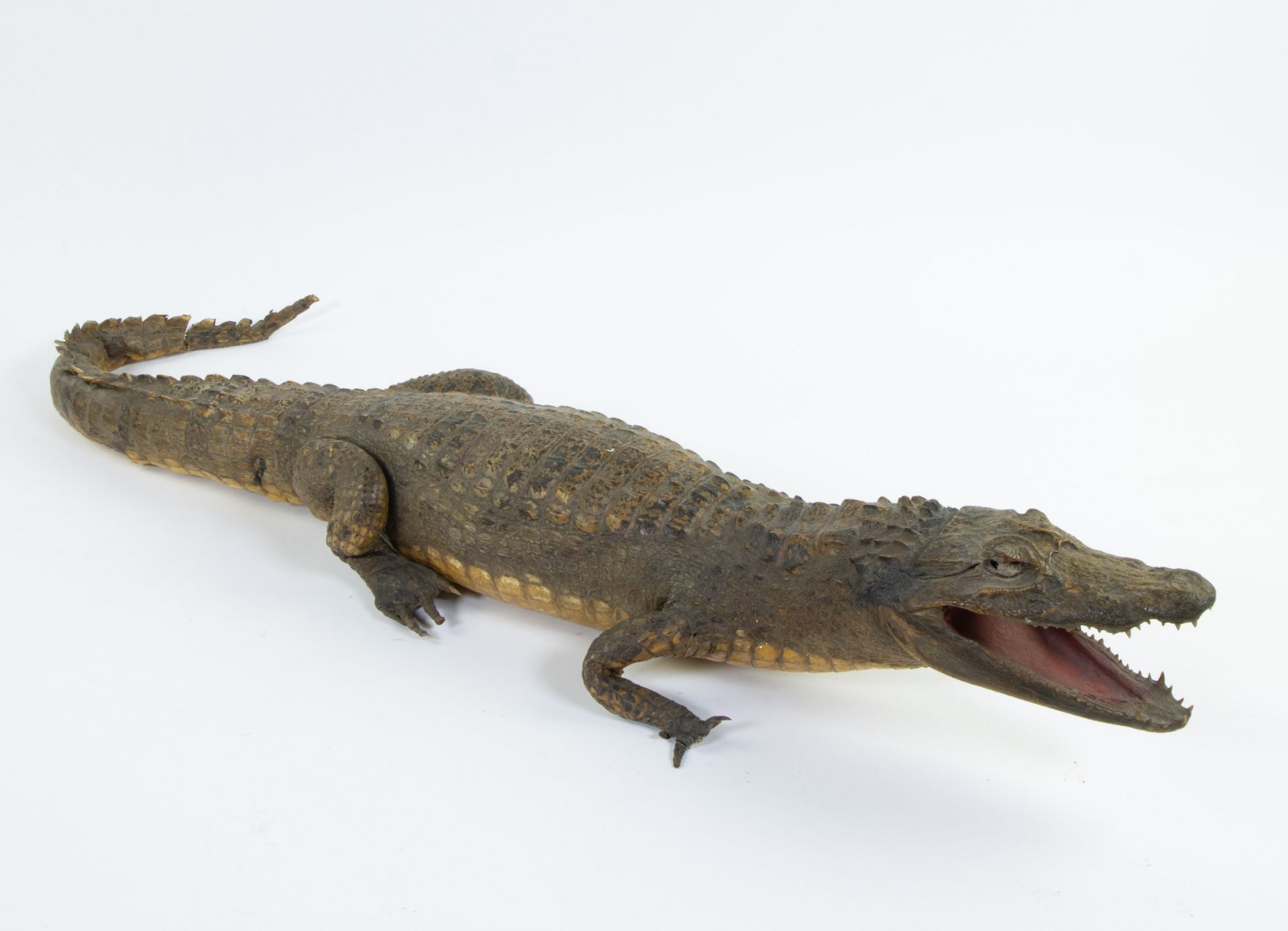 Taxidermy, stuffed crocodile - Image 2 of 3
