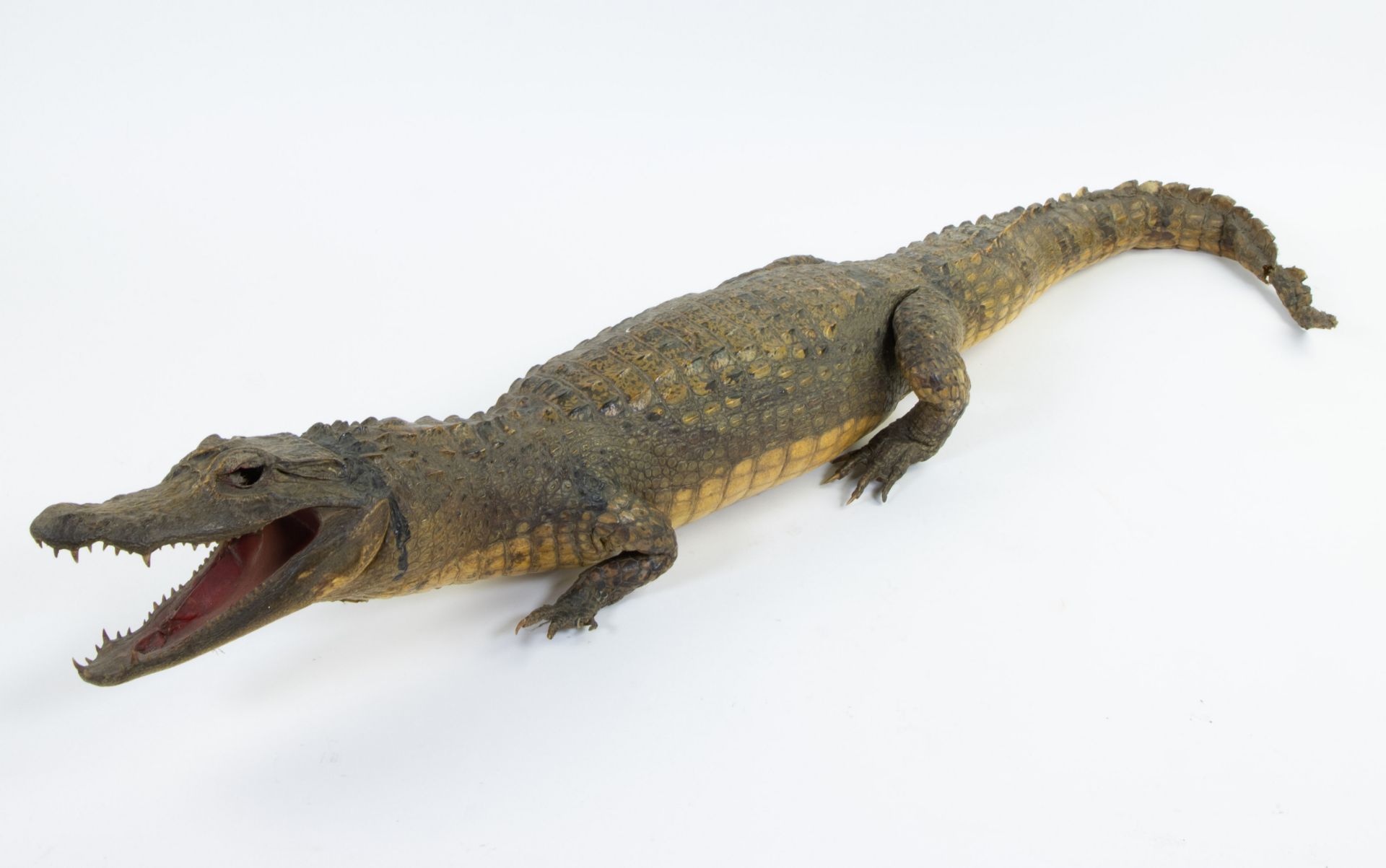 Taxidermy, stuffed crocodile