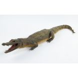 Taxidermy, stuffed crocodile