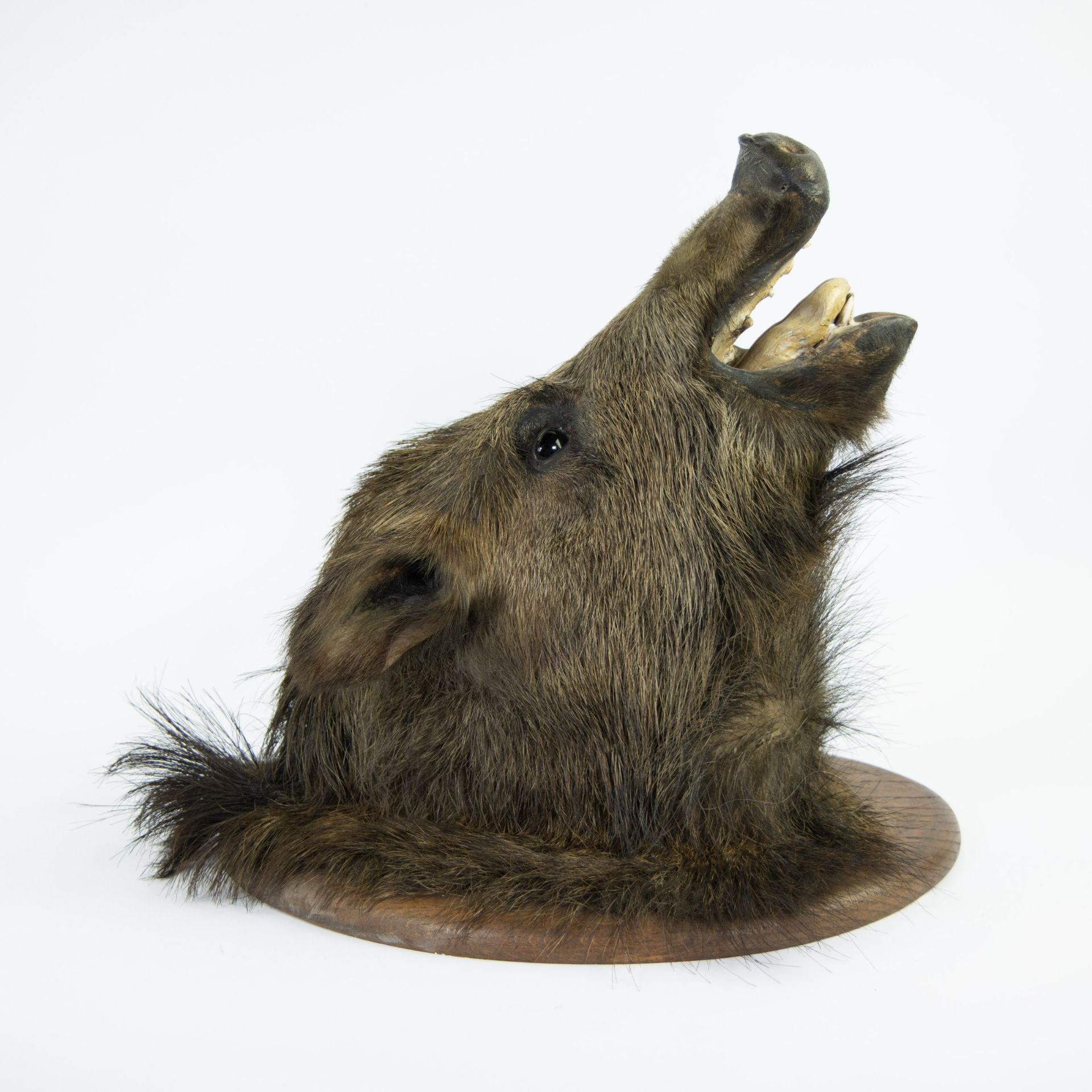 Taxidermy, head of a wild boar - Image 3 of 4