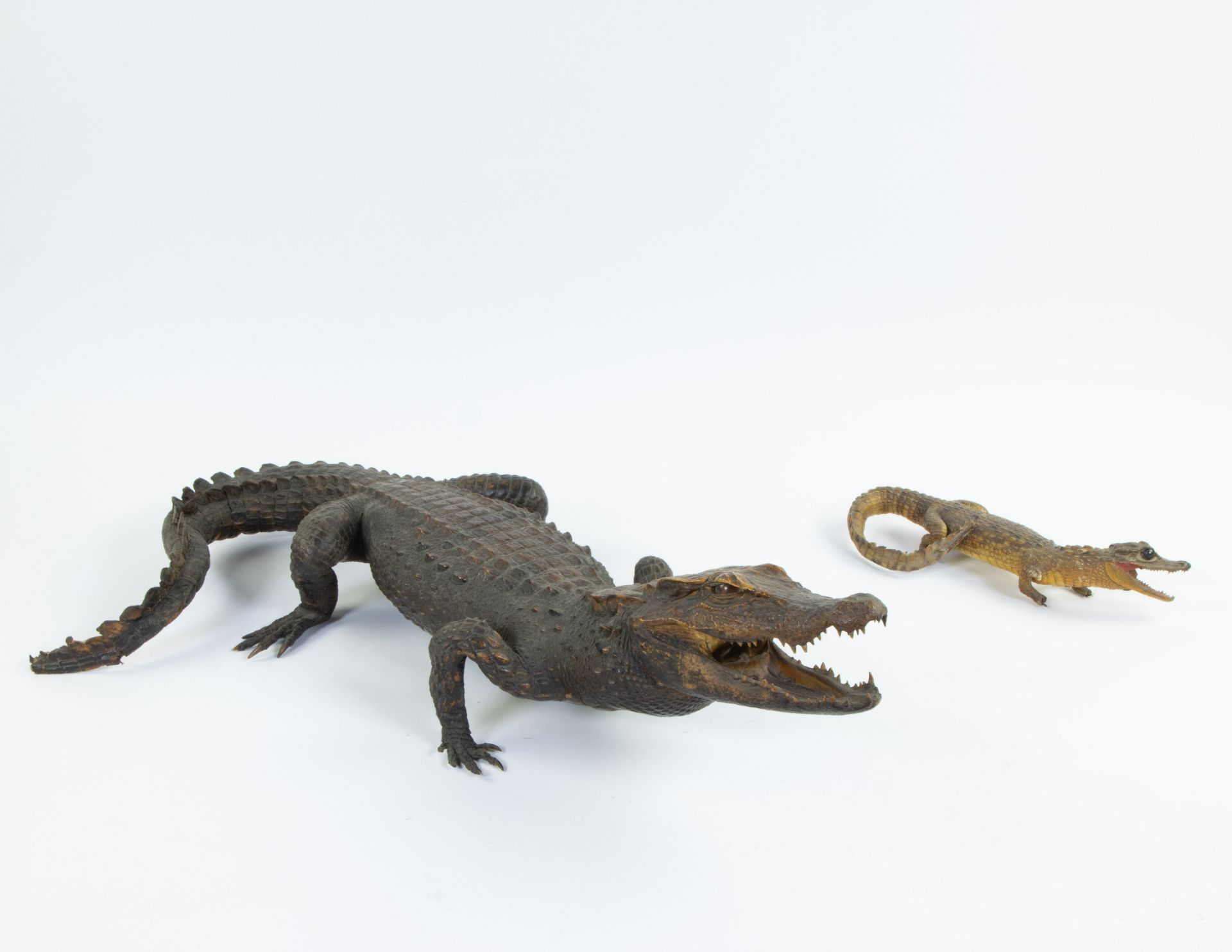 Taxidermy, 2 stuffed crocodiles - Image 2 of 4