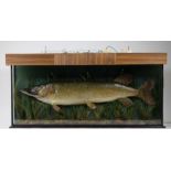 Taxidermy stuffed pike in a glass display case, caught in September 1969 in Lanesboro, Ireland and m