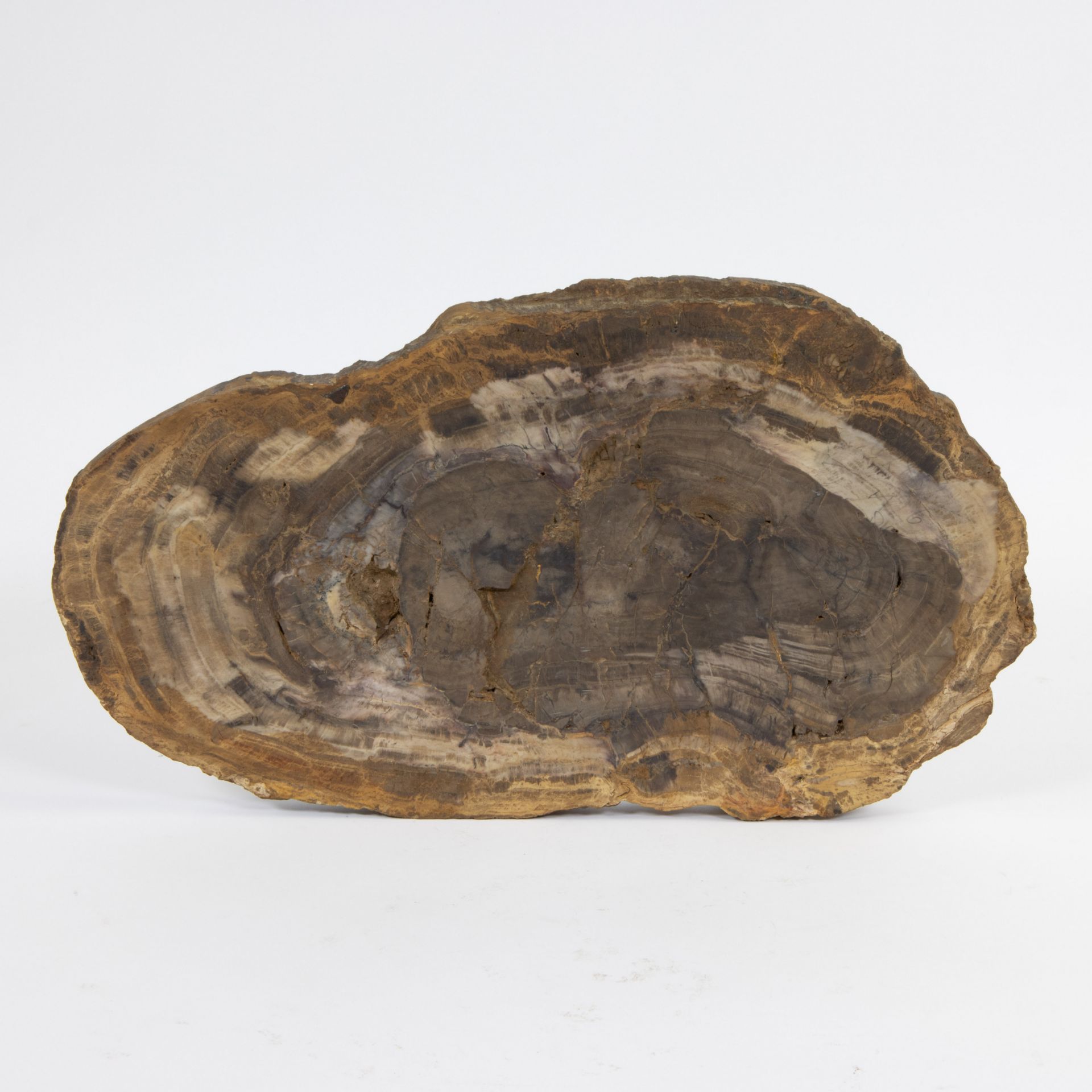 Petrified wood - Image 2 of 2