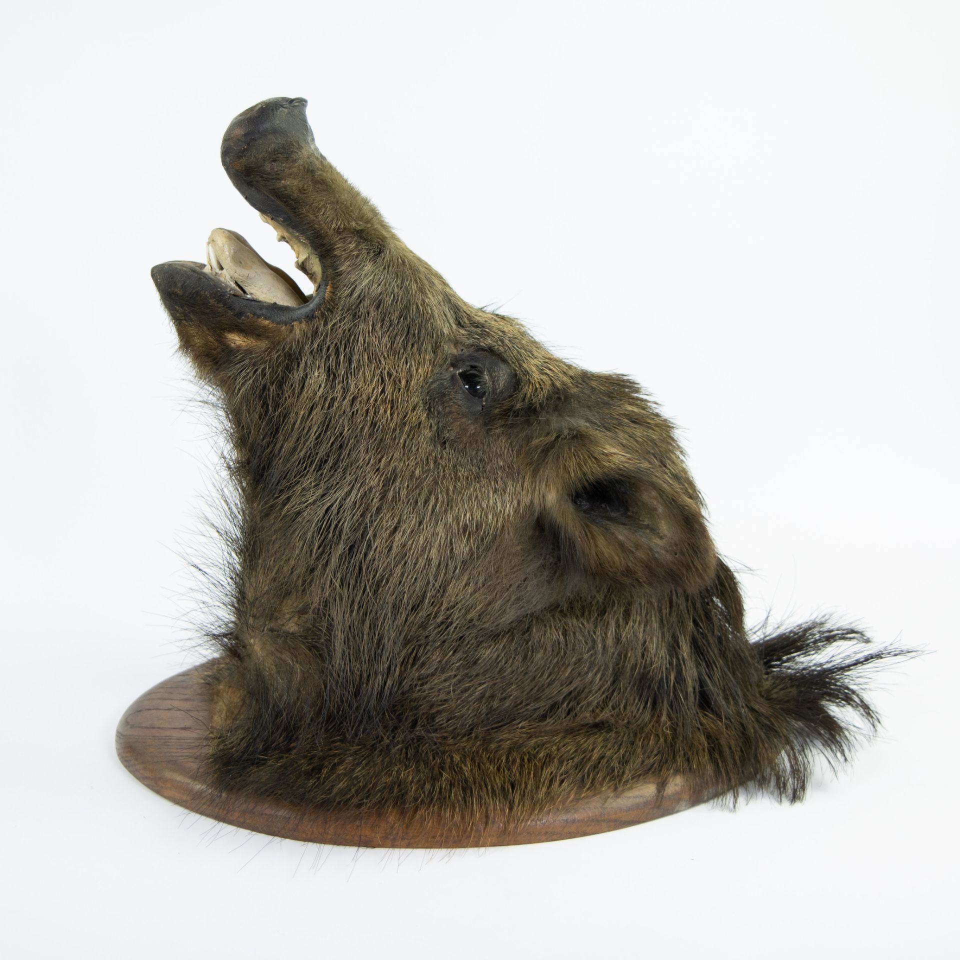 Taxidermy, head of a wild boar - Image 2 of 4