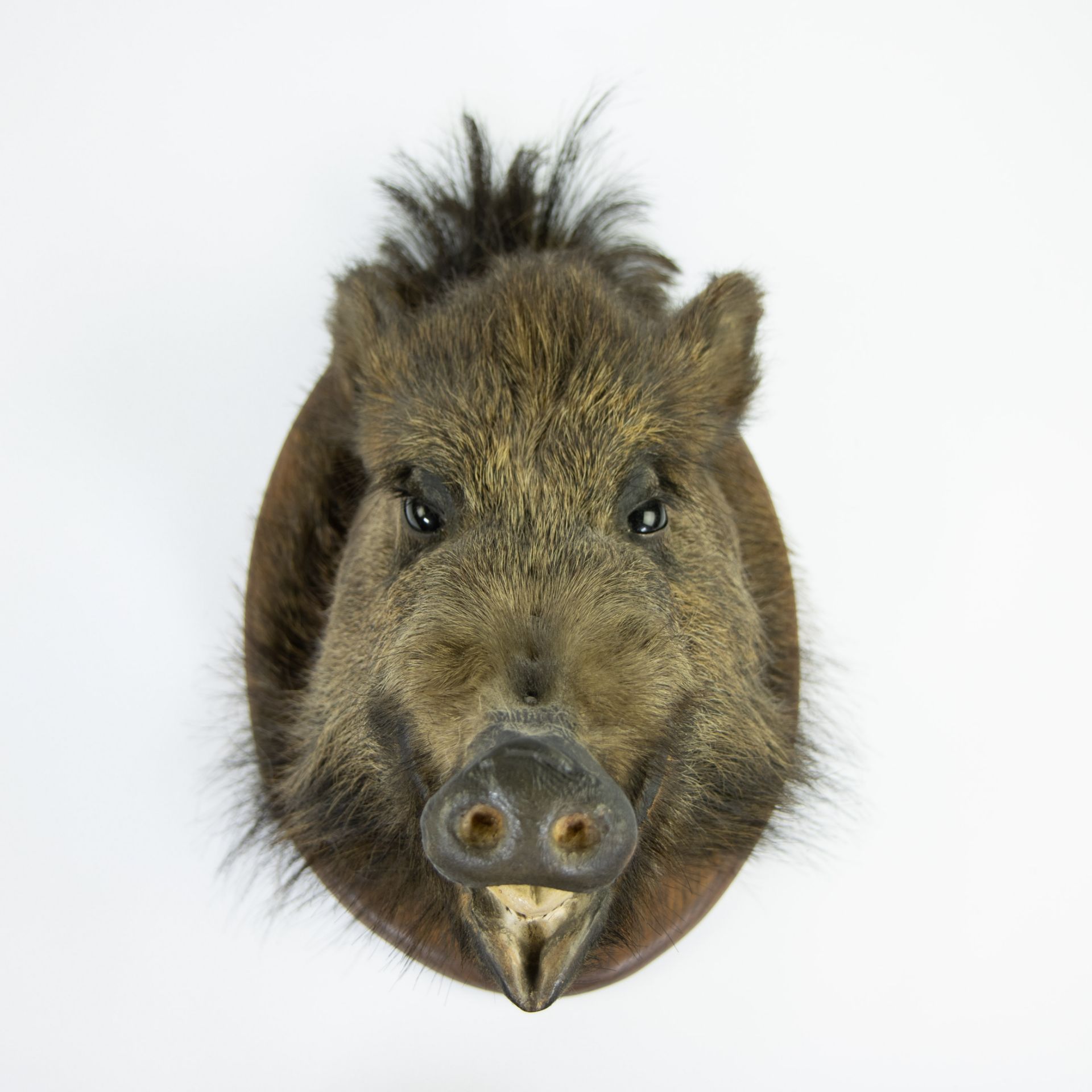 Taxidermy, head of a wild boar