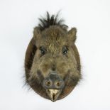 Taxidermy, head of a wild boar