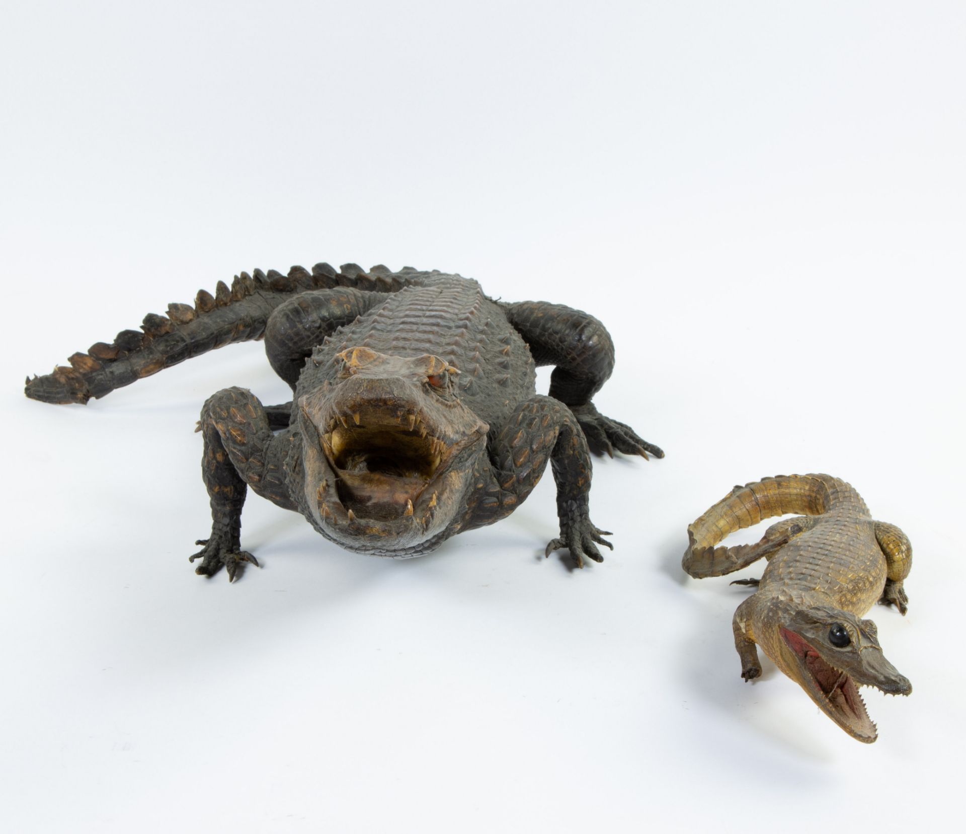 Taxidermy, 2 stuffed crocodiles - Image 3 of 4