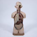 Beautiful vintage medical anatomical doll of the human body, 1950s