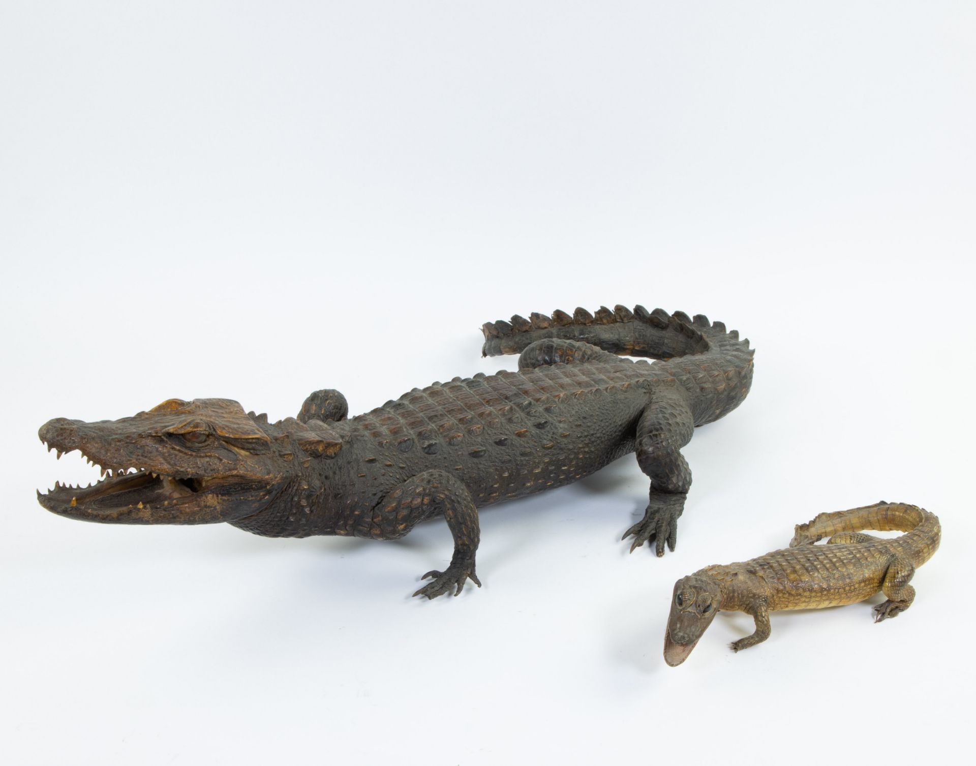 Taxidermy, 2 stuffed crocodiles