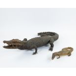 Taxidermy, 2 stuffed crocodiles