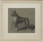 BOXER DOG, A PASTEL BY LUCY DAWSON