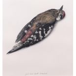 Wim Rombouts (b.: Oud Gastel 1942), Great Spotted Woodpecker signed,