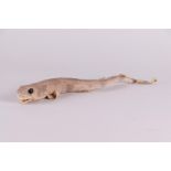 A taxidermi young dogfish.