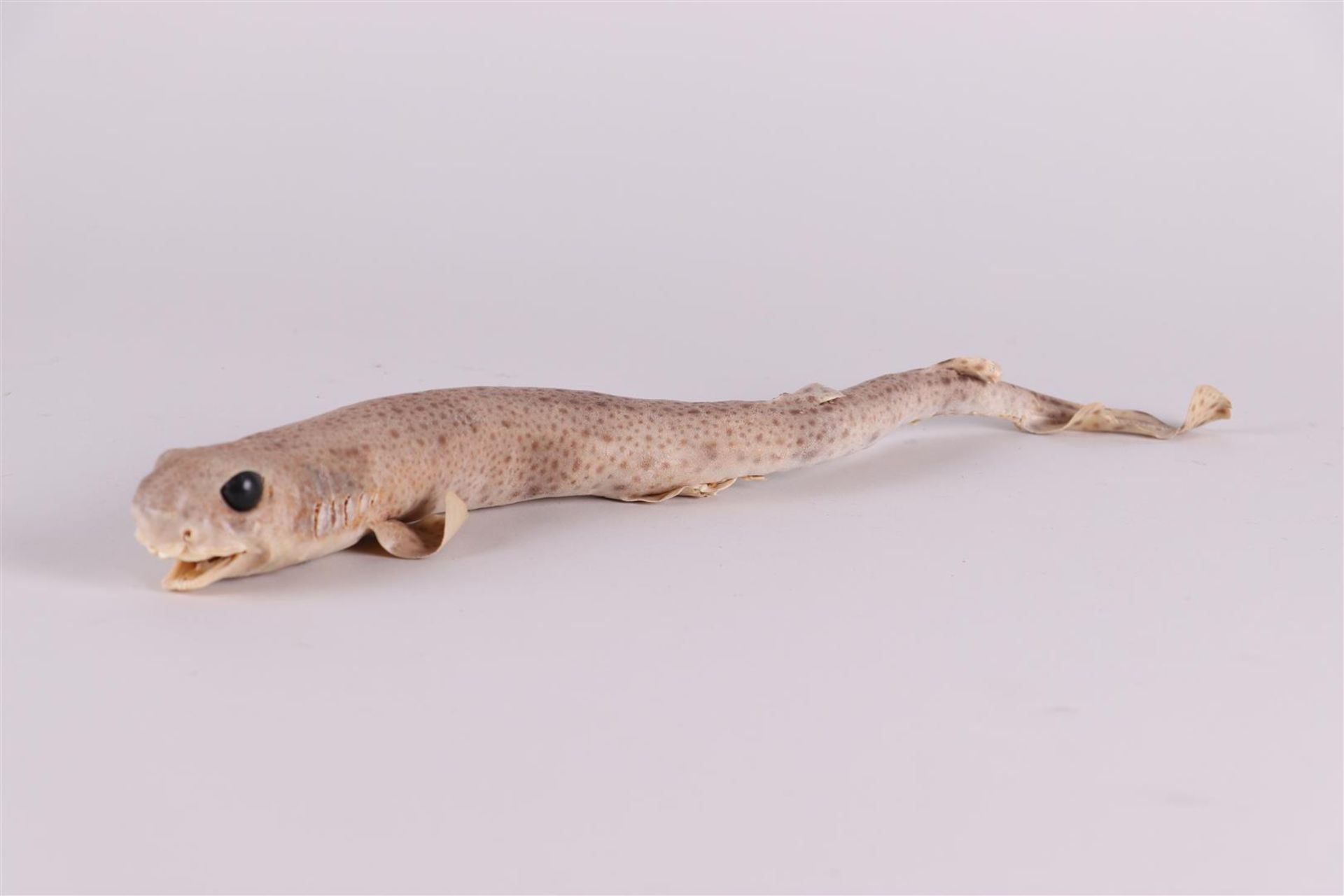 A taxidermi young dogfish.