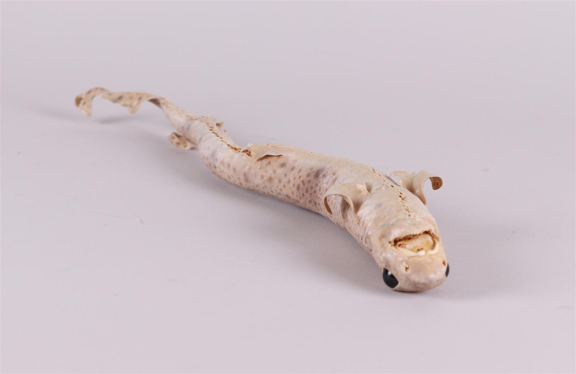 A taxidermi young dogfish. - Image 3 of 3