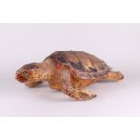 An antique taxidermy sea turtle (Cheloniidae).