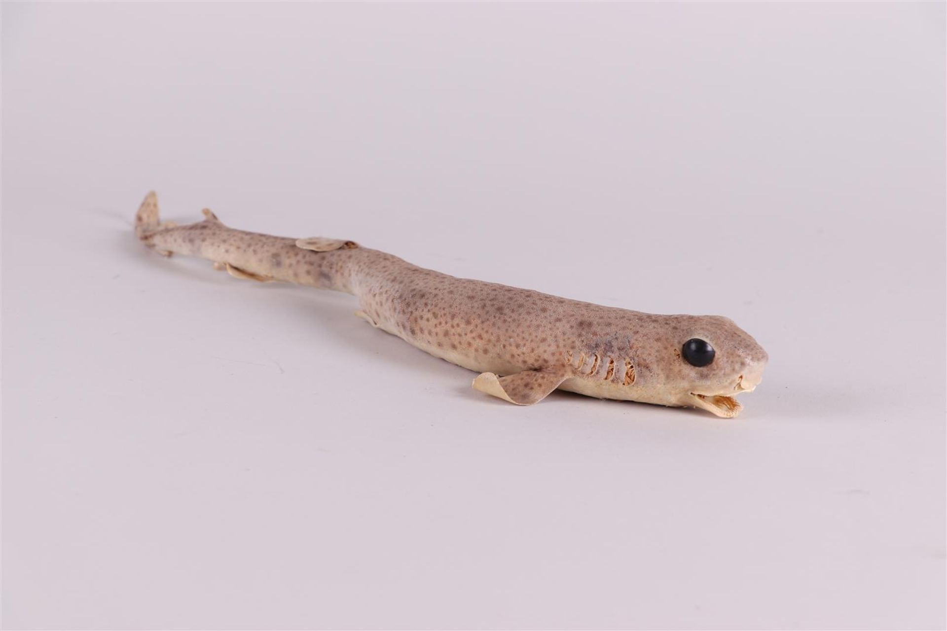 A taxidermi young dogfish. - Image 2 of 3