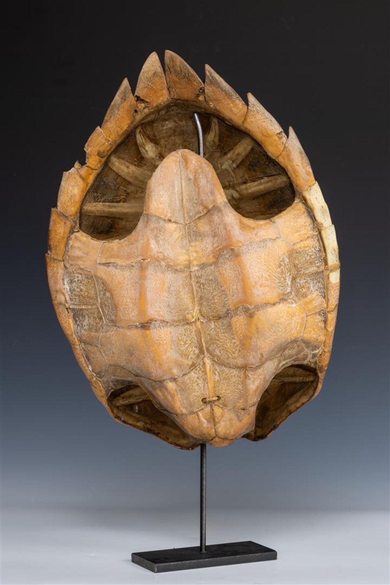 A large shell of a turtle. - Image 2 of 2