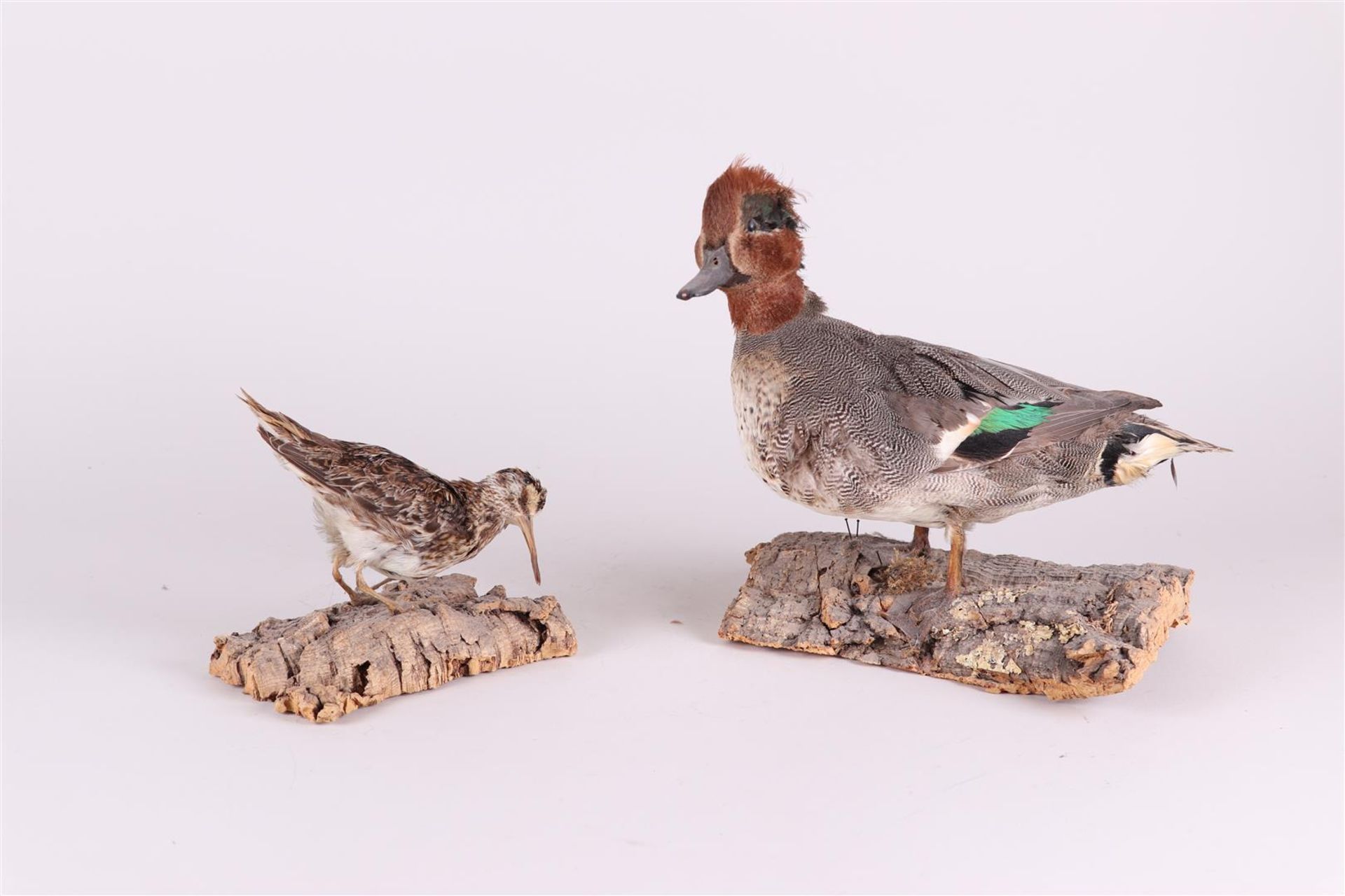 A taxidermi preparation of a Duck, Teal (Anas crecca), with a taxidermi preparation of a snipe.