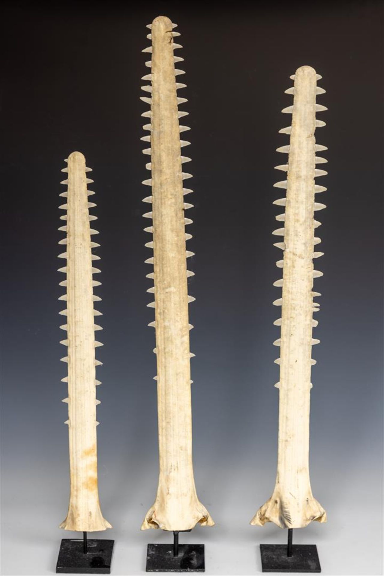 A lot consisting of (3) saw teeth, mounted on a wooden base.