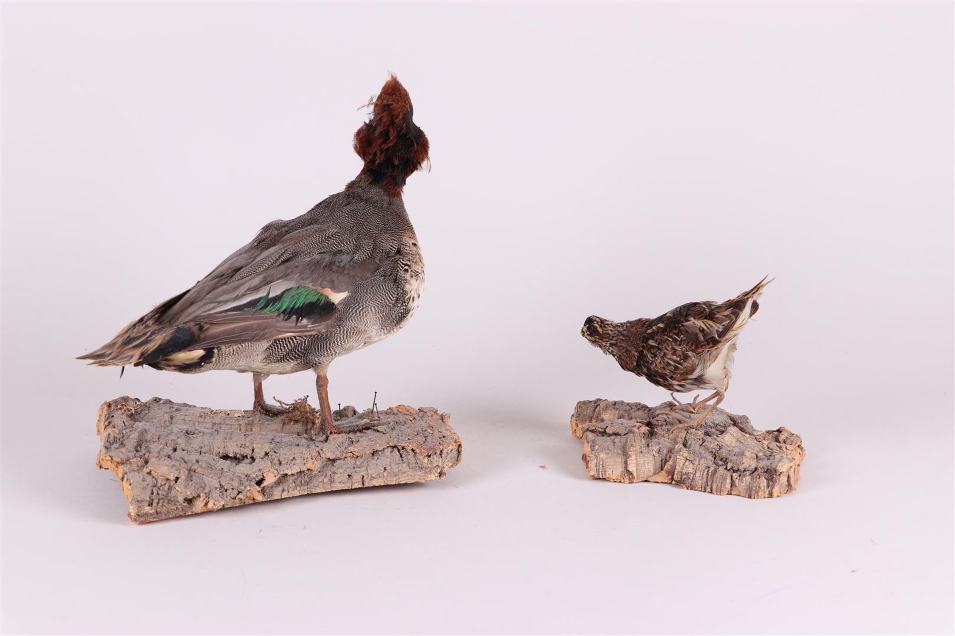 A taxidermi preparation of a Duck, Teal (Anas crecca), with a taxidermi preparation of a snipe. - Image 2 of 2