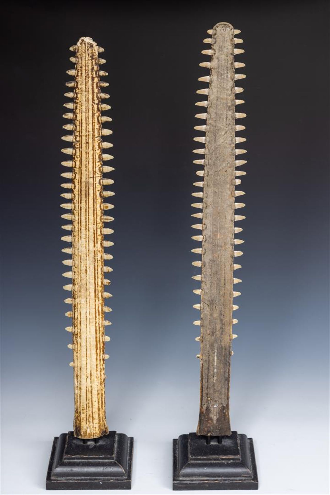 A lot consisting of (2) saw teeth, mounted on a wooden base.