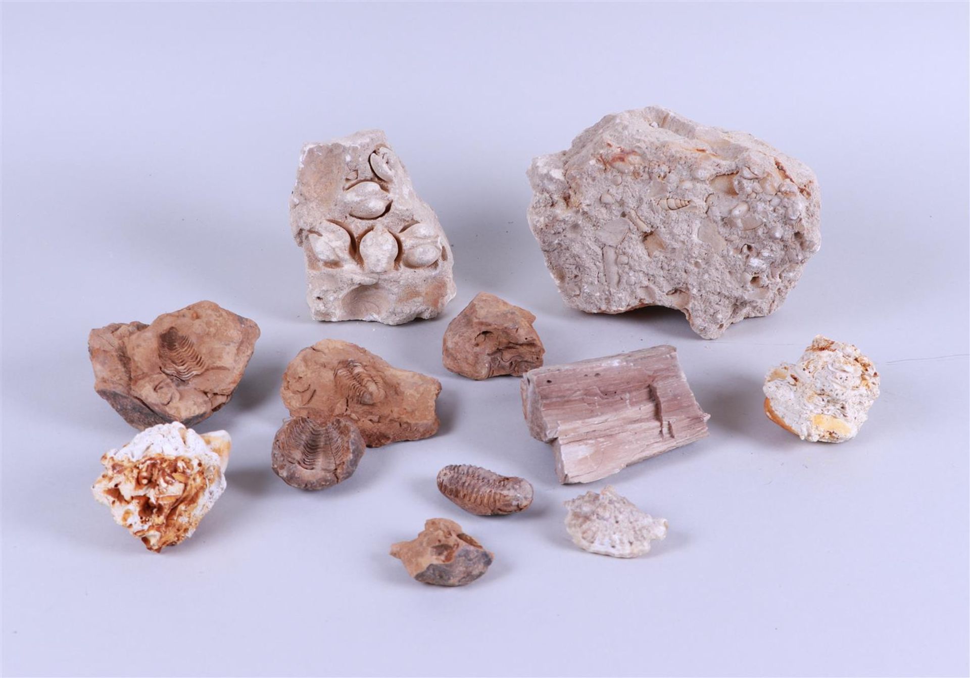 A large lot of minerals and fossils. - Image 4 of 4
