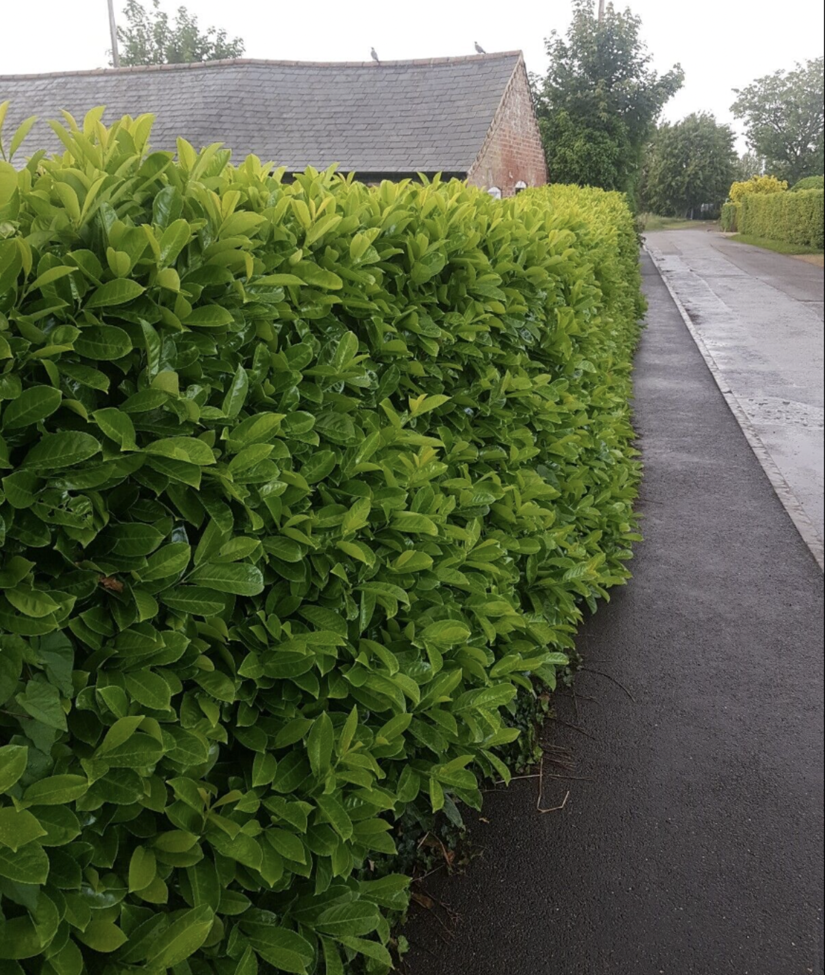 200 X 300-500MM HIGH LAUREL HEDGE GARDEN PLANTS *PLUS VAT* - Image 2 of 2