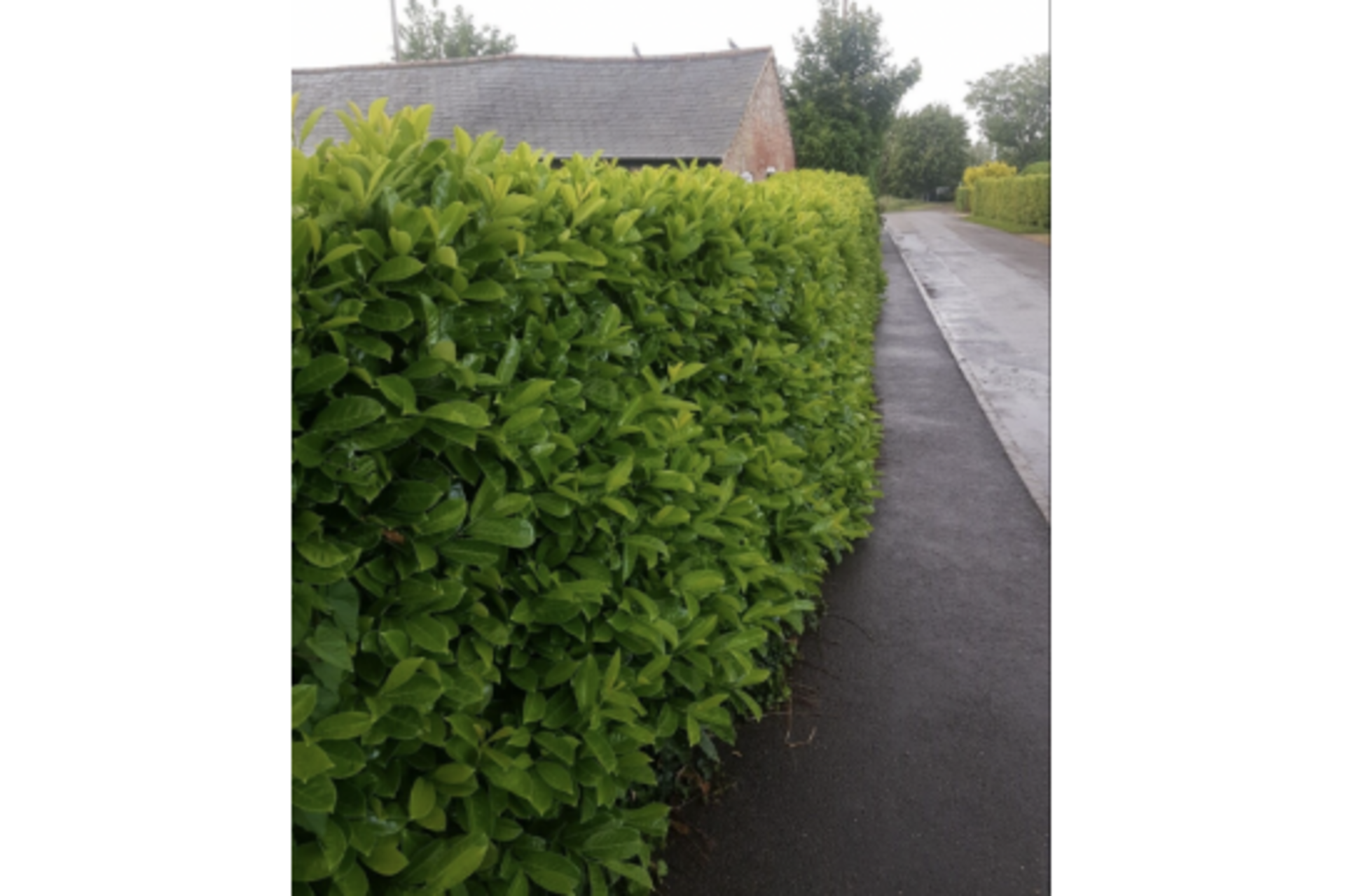 200 X 300-500MM HIGH LAUREL HEDGE GARDEN PLANTS *PLUS VAT* - Image 2 of 2