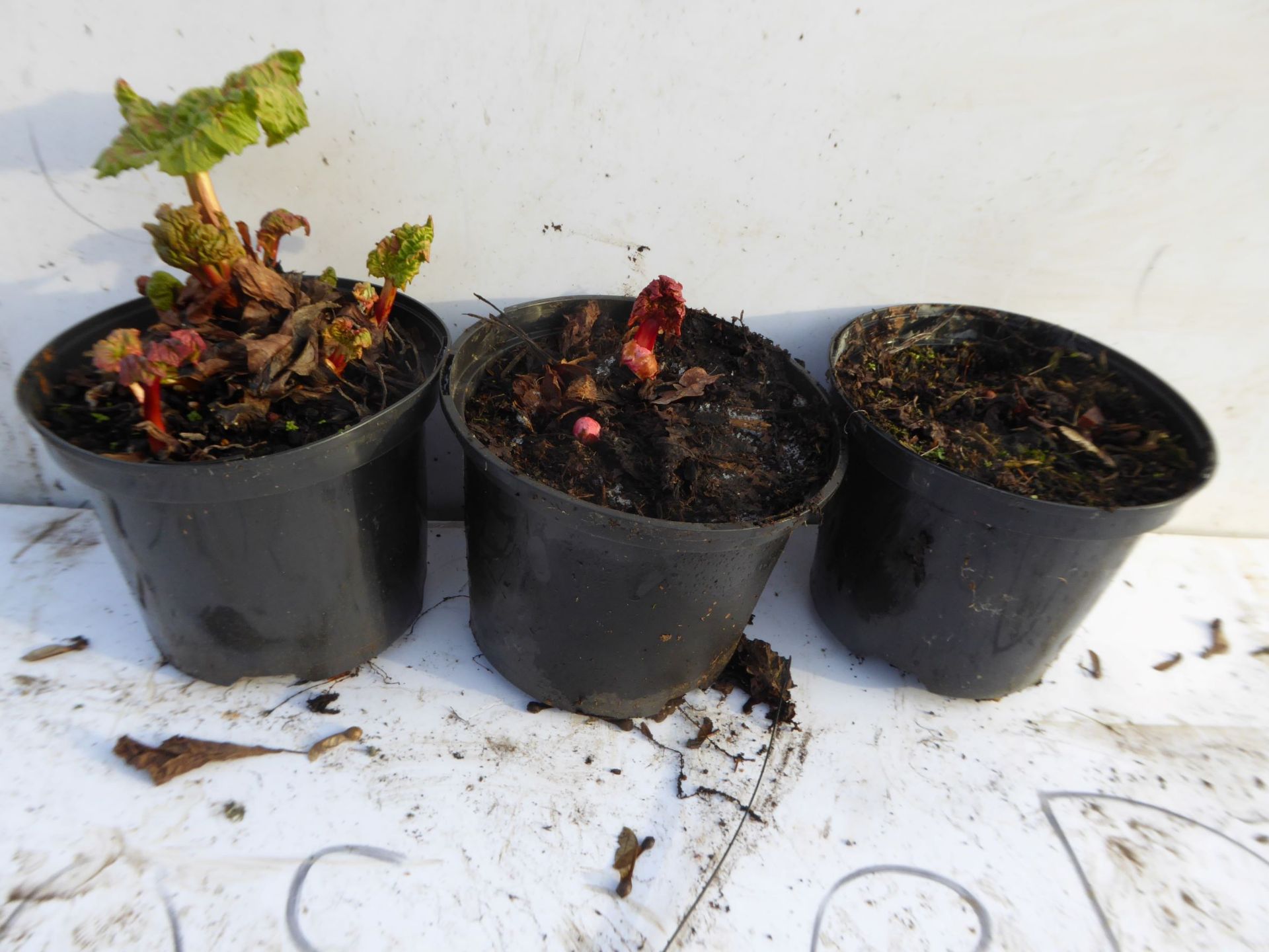 3 LARGE POT GROWN RHUBARB PLANTS. WILL BE READY FOR HARVESTING THIS YEAR *PLUS VAT*