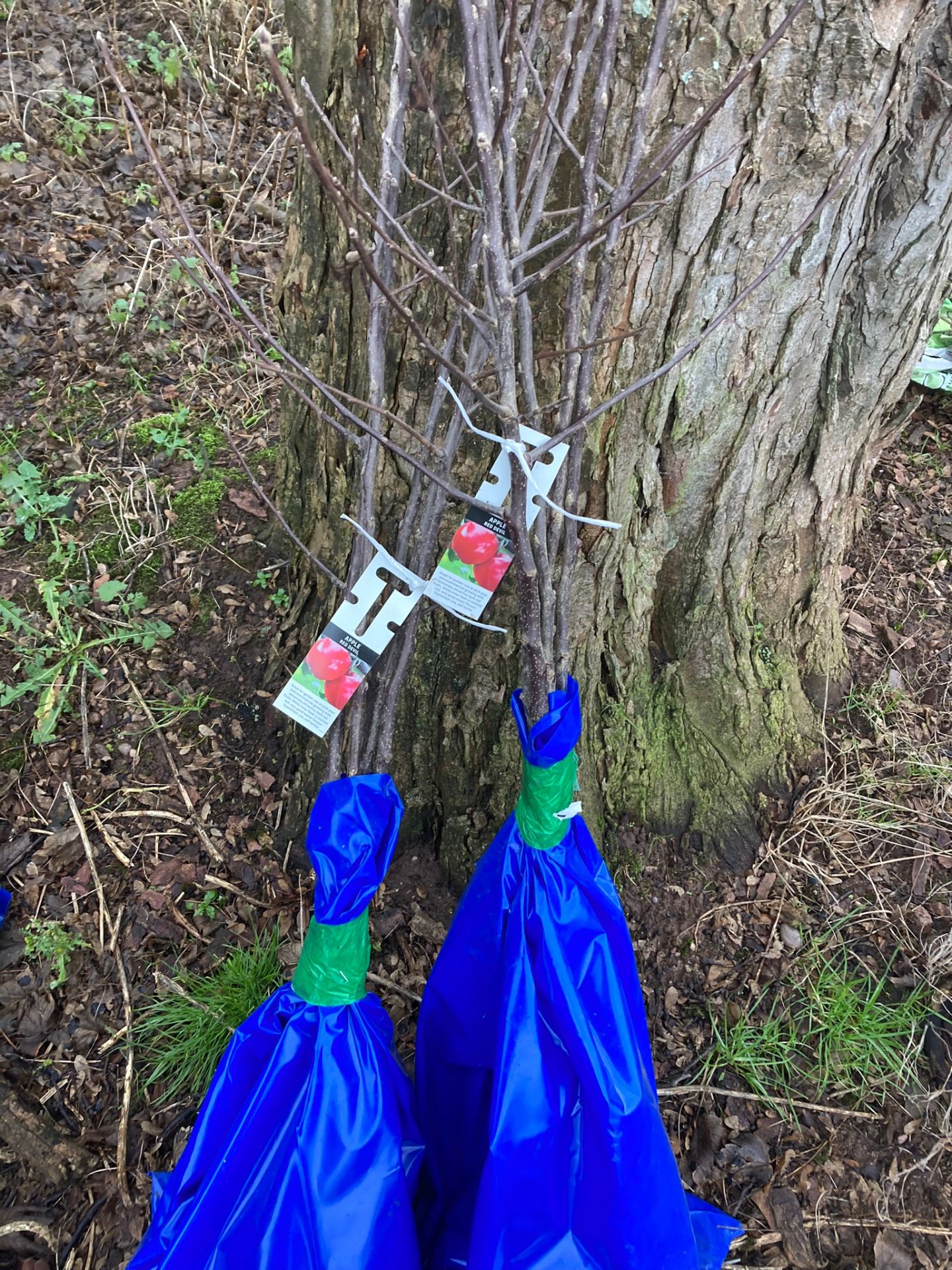 LOT OF 5 MIXED APPLE TREES *PLUS VAT*