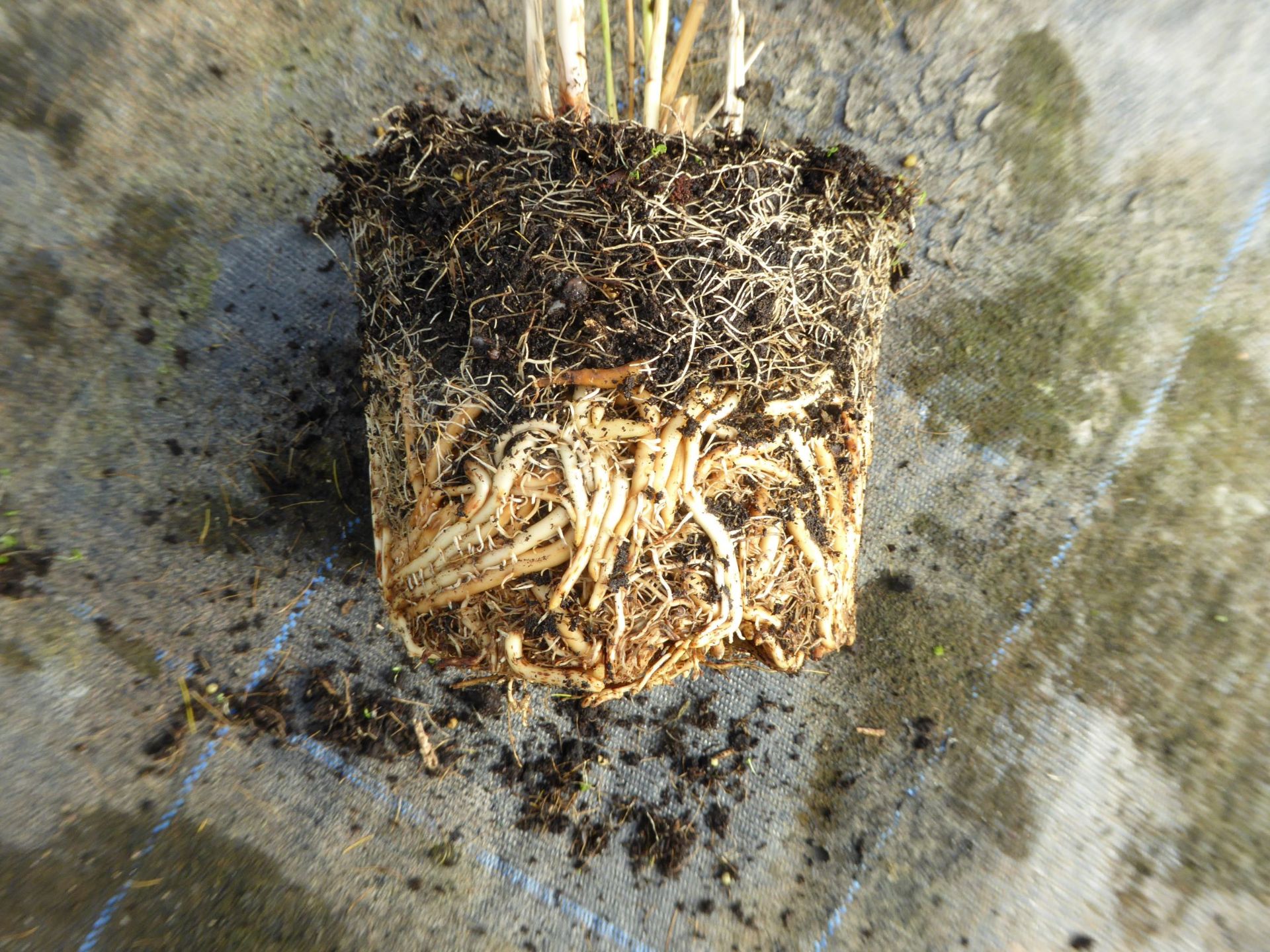 3 LARGE POTS OF ASPARAGUS PLANTS.UK GROWN. WILL BE READY FOR FIRST HARVEST THIS YEAR *PLUS VAT* - Image 2 of 2