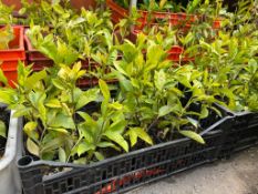 5 x Cape Jasmine Gardenia *NO VAT*