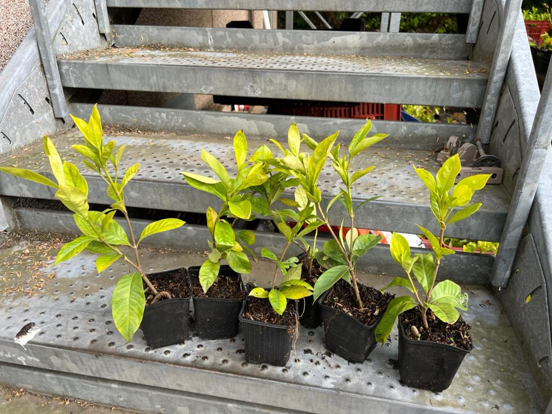 500 x Jasmine (White Gardenia )*NO VAT* - Image 2 of 6