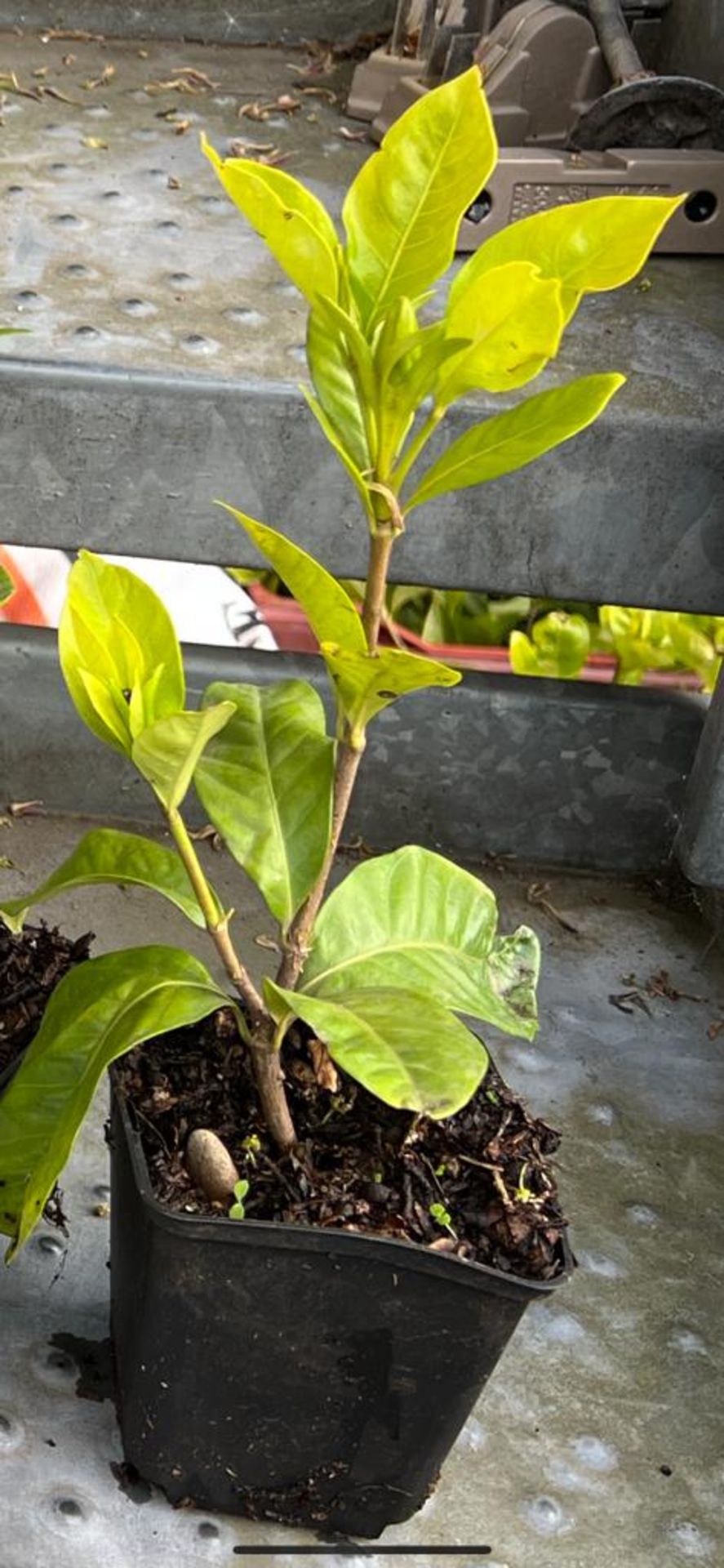 500 x Jasmine Gardenia *NO VAT* LOW RESERVE £1 EACH