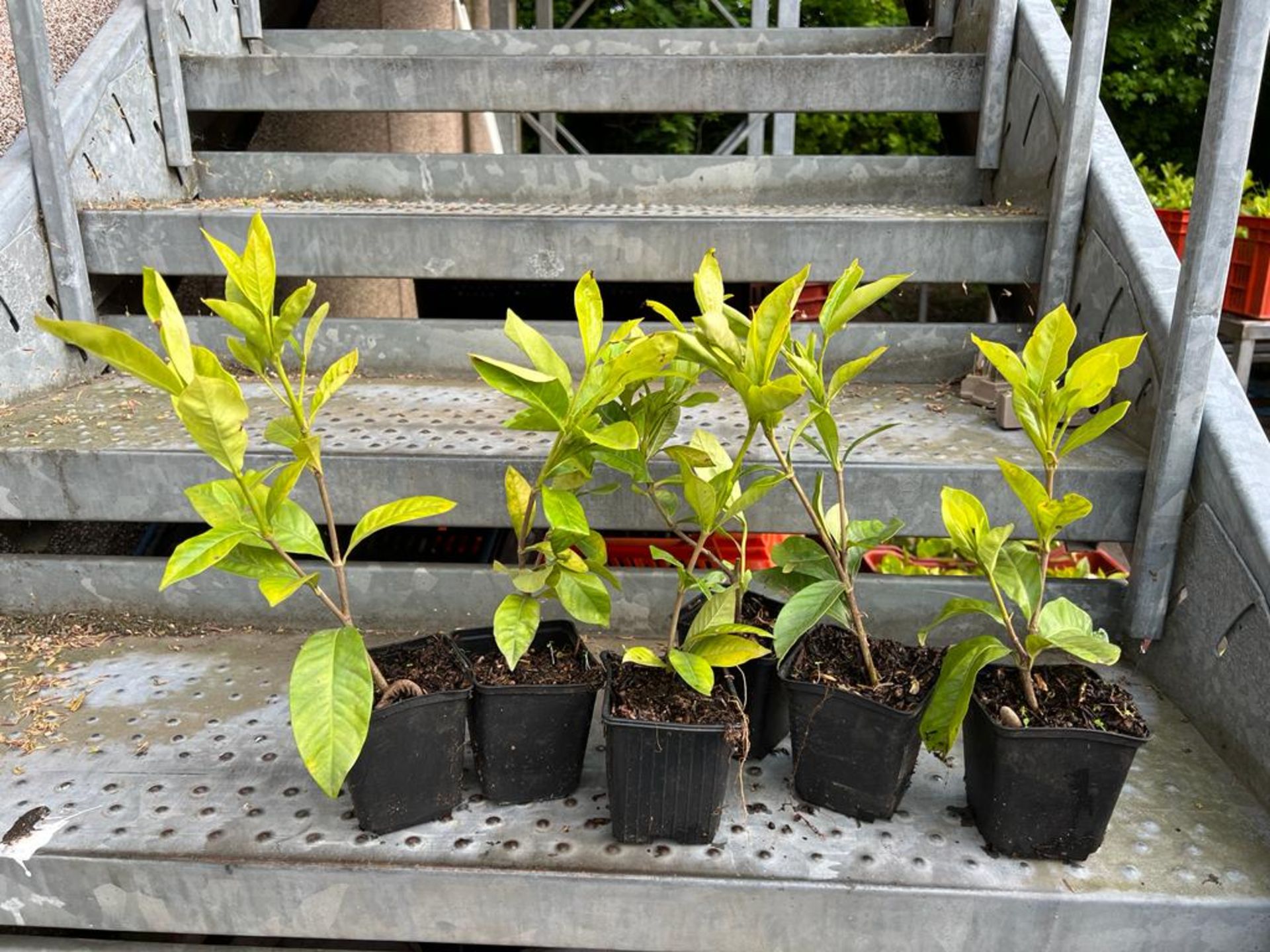 500 x Jasmine Gardenia *NO VAT* LOW RESERVE £1 EACH - Image 5 of 6