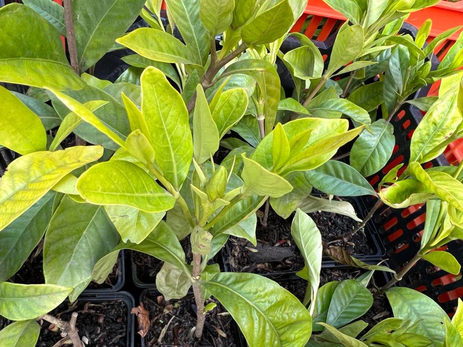 5 x Cape Jasmine Gardenia *NO VAT* - Image 6 of 6