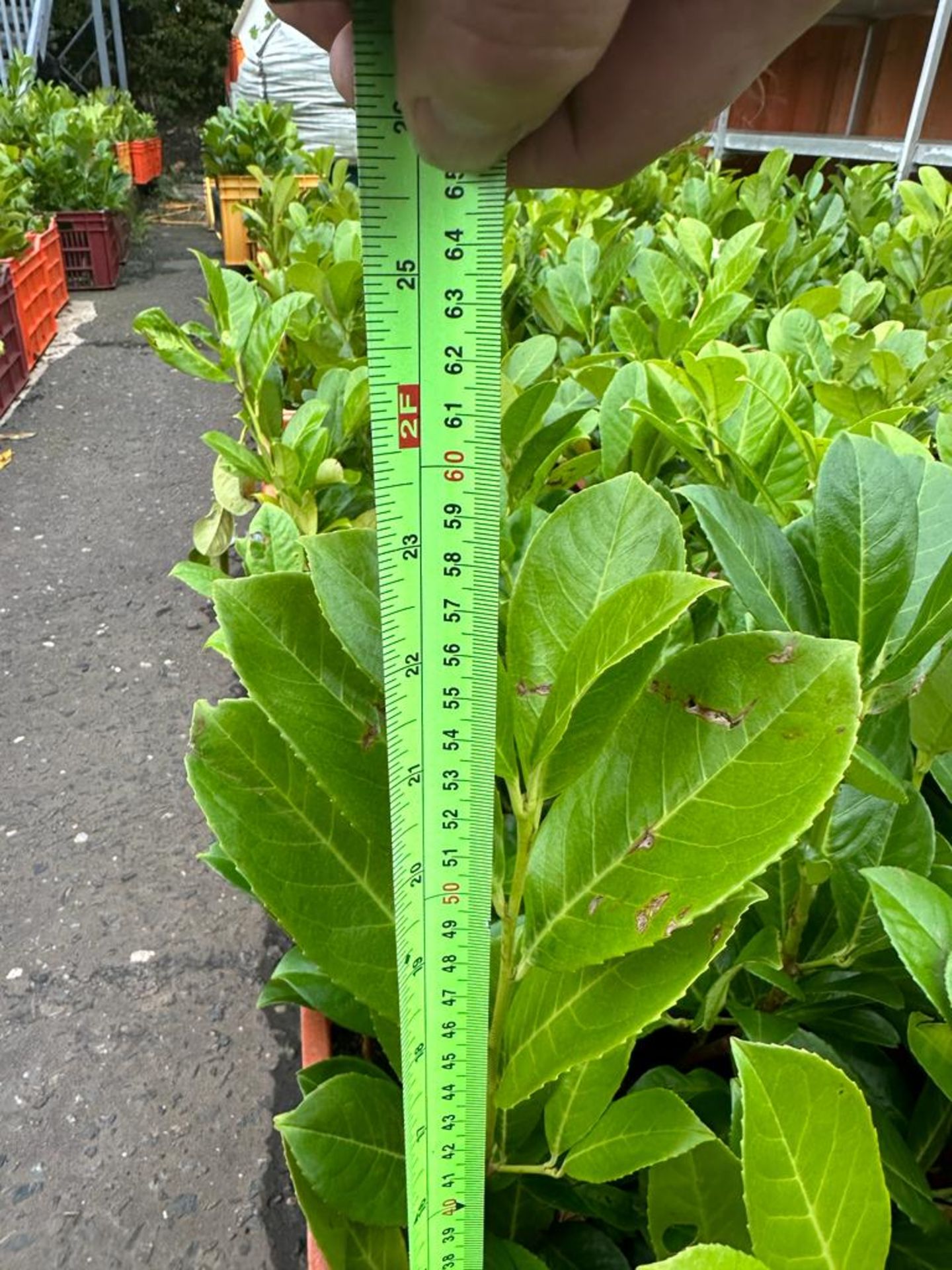 100 X ~600-800MM HIGH HEALTHY & STRONG LAUREL HEDGE PLANTS (PRUNUS ROTUNDIFOLIA EVERGREEN) *NO VAT* - Image 3 of 4