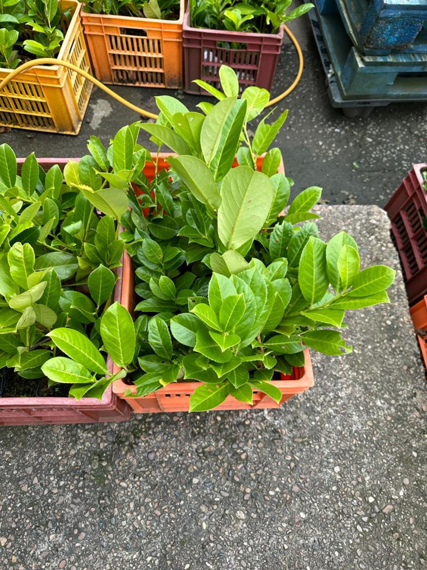 100 X ~600-800MM HIGH HEALTHY & STRONG LAUREL HEDGE PLANTS (PRUNUS ROTUNDIFOLIA EVERGREEN) *NO VAT* - Image 2 of 4