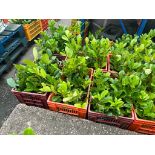 100 X ~600-800MM HIGH HEALTHY & STRONG LAUREL HEDGE PLANTS (PRUNUS ROTUNDIFOLIA EVERGREEN) *NO VAT*