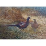 BERRISFORD HILL. Cock and Hen Pheasant in a Woodland Clearing, watercolour, signed, 9½ x 13½in,